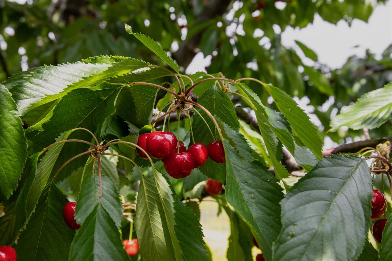 SOCIETA' AGRICOLA I DEBBI S.R.L. — foto 3